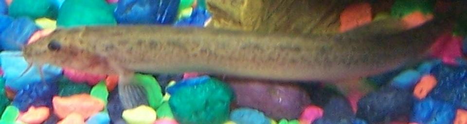 freshwater fish - misgurnus anguillicaudatus - gold dojo loach stocking in 10 gallons tank - My Dojo Loach