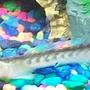 freshwater fish - gobioides broussonnetii - prehistoric dragon goby stocking in 10 gallons tank - My Violet Goby