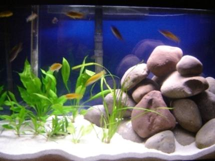 29 gallons planted tank (mostly live plants and fish) - 29 gallon African Cichlid tank with 4 swords, 1 valisneria, 1 java fern, and 12 fish (2 electric yellows, 4 electric blues, 2 albino socolofis, 2 yellow fined aceis, 2 zebra peacocks)