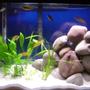 29 gallons planted tank (mostly live plants and fish) - 29 gallon African Cichlid tank with 4 swords, 1 valisneria, 1 java fern, and 12 fish (2 electric yellows, 4 electric blues, 2 albino socolofis, 2 yellow fined aceis, 2 zebra peacocks)