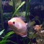 freshwater fish - helostoma temmincki - kissing gourami stocking in 85 gallons tank - .