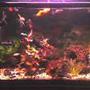 5 gallons freshwater fish tank (mostly fish and non-living decorations) - I got this hobby when my father started to buy new fish tank for himself.So everyday i watch the angel fish playing and the decoration was beautiful n it just 2 ft tank.So last month i try it n bought myself 2 ft fish tank,n i decorate it n my father is proud of me...So if u hav the interest n sincere with the hobby u will succed.Bt still i got a lot of things to learnt.So im very enthusiatict n buy alot of books n finf at the intenet.So one day my achieve is goin to buy at least 6ft tank.Thats my dreamz.....
