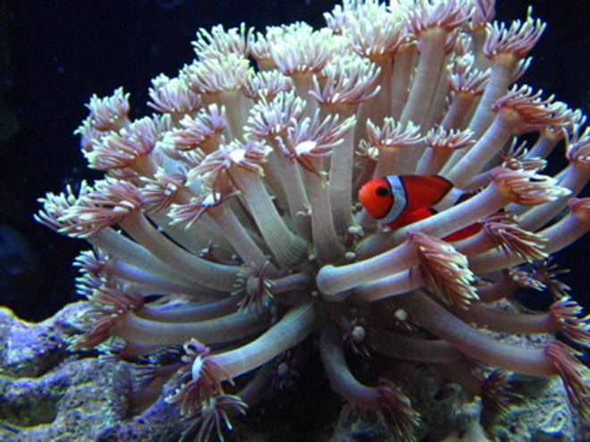 corals inverts - goniopora sp. - flower pot coral stocking in 46 gallons tank - Clown and flowerpot