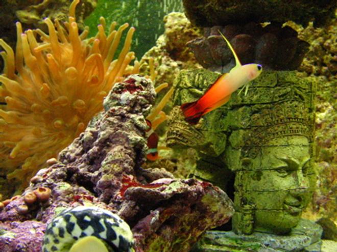 saltwater fish - nemateleotris magnifica - firefish stocking in 46 gallons tank - Firefish