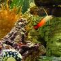 saltwater fish - nemateleotris magnifica - firefish stocking in 46 gallons tank - Firefish