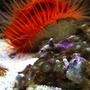 corals inverts - zoanthus sp. - colony polyp stocking in 46 gallons tank - Polyps closeup