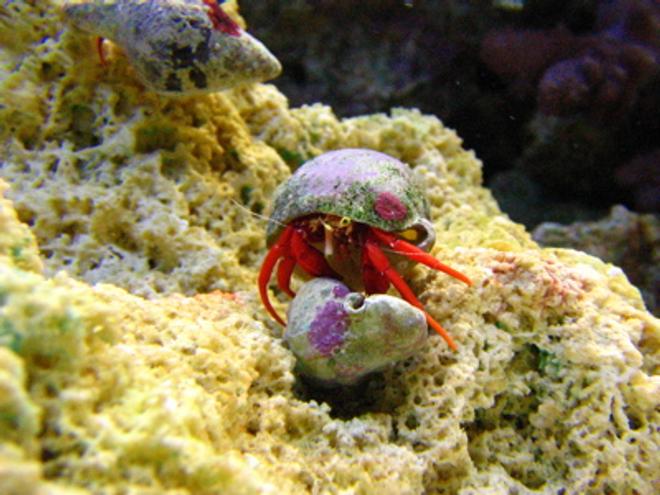 corals inverts - paguristes cadenati - scarlet reef hermit crab stocking in 46 gallons tank - Hermit crab