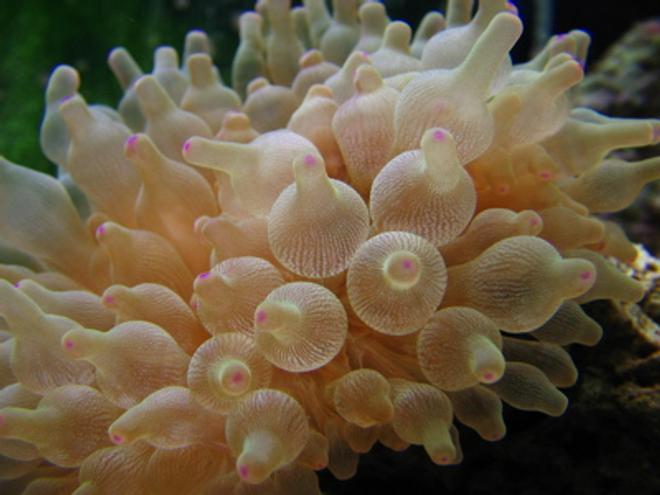 corals inverts - entacmaea quadricolor - bulb anemone stocking in 46 gallons tank - Awsome Bubble ip