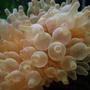 corals inverts - entacmaea quadricolor - bulb anemone stocking in 46 gallons tank - Awsome Bubble ip