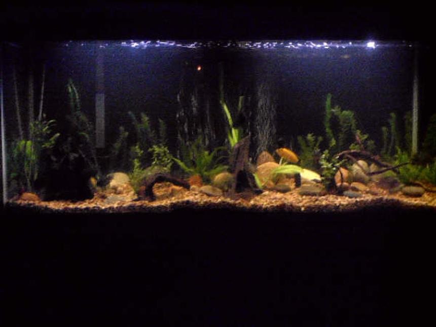 Rated #161: 55 Gallons Planted Tank - my 55 gallon tank. i have only had it for 3 months, so i can't wait to see how it looks later.
