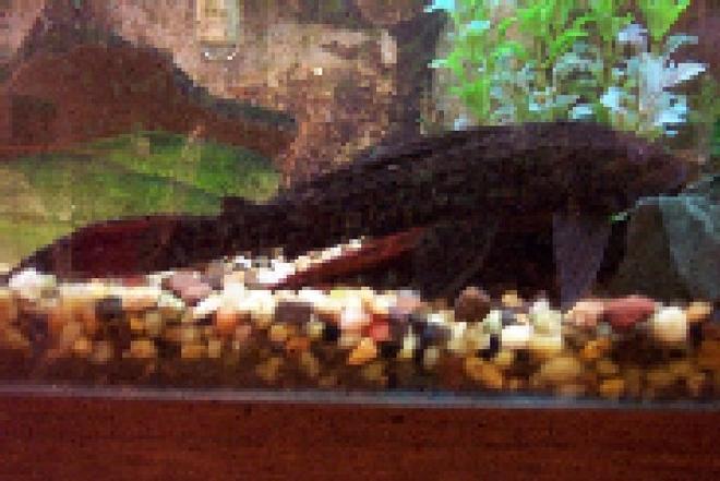 freshwater fish - hypostomus punctatus - trinidad pleco stocking in 25 gallons tank - my pleco