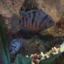 freshwater fish - archocentrus nigrofasciatus - black convict cichlid stocking in 25 gallons tank - my convict