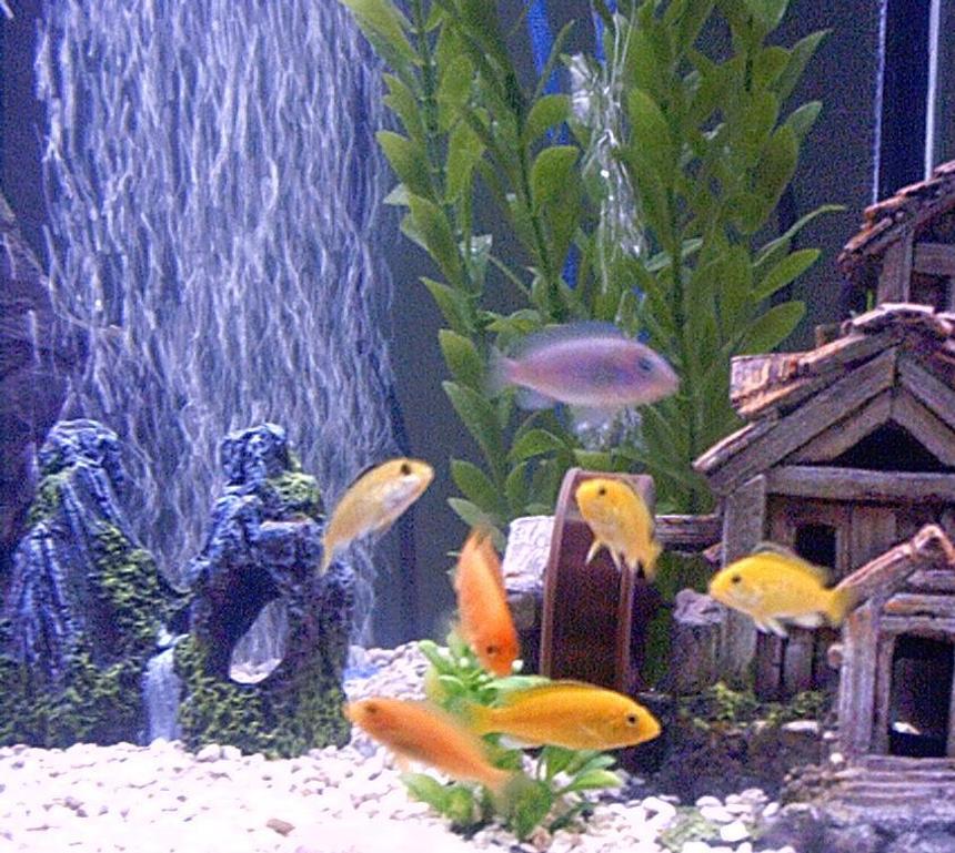 Rated #134: Freshwater Fish - Labidochromis Caeruleus - Electric Yellow Cichlid Stocking In 55 Gallons Tank - African Cichlids