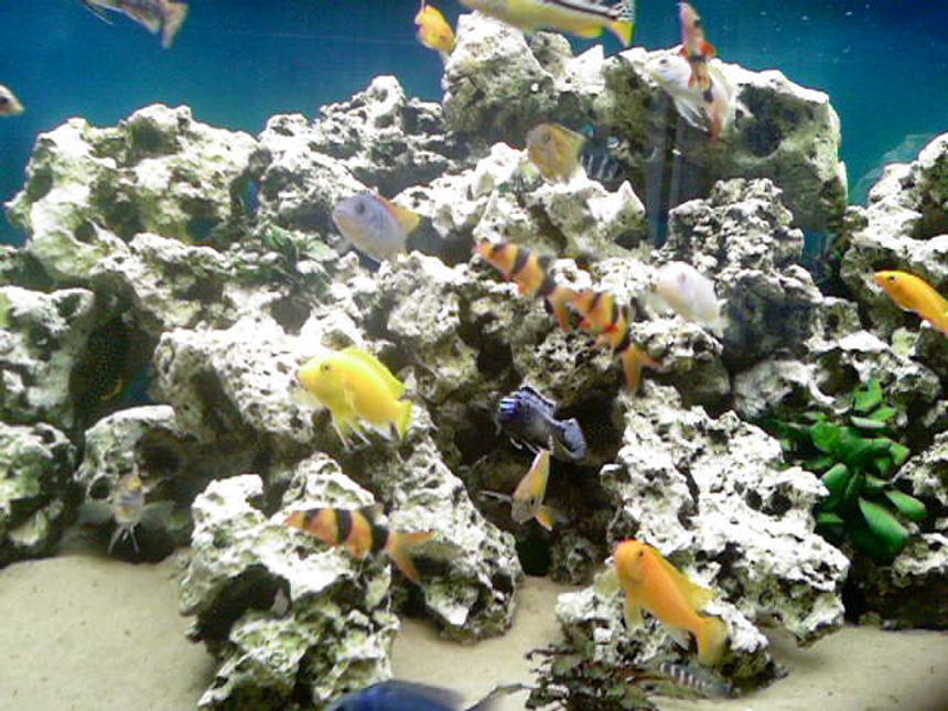 Rated #52: 66 Gallons Freshwater Fish Tank - this is my tank its crystal clear cause of the fx5 and 304 externals linked into a 6watt uv