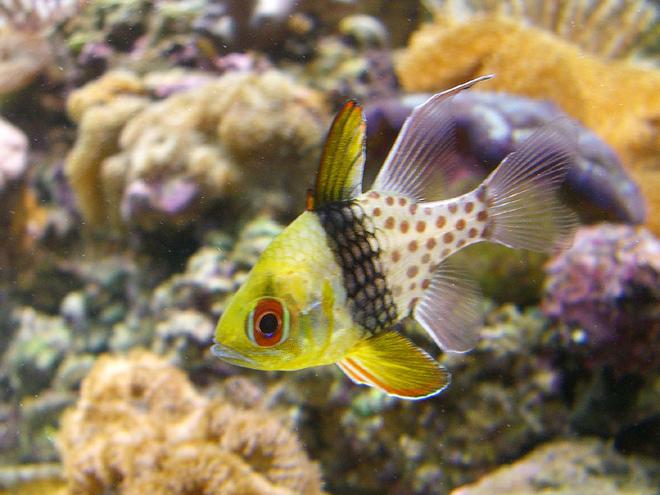 saltwater fish - sphaeramia nematoptera - spotted cardinalfish stocking in 110 gallons tank - PJ Cardinal in my reef tank.