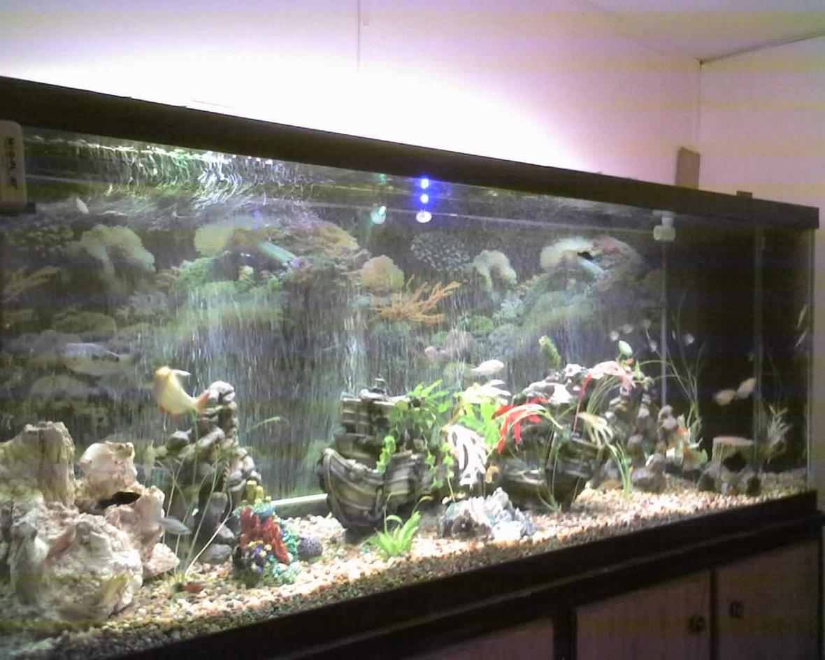 150 gallons freshwater fish tank (mostly fish and non-living decorations) - this is my 150Gal. tank im still working on it