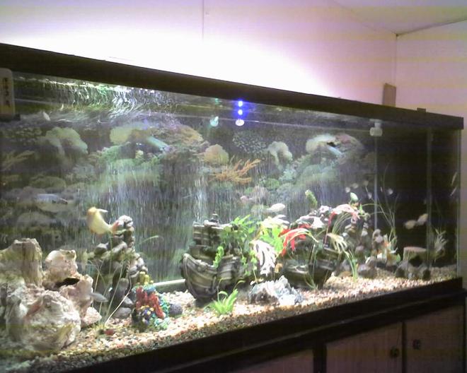 150 gallons freshwater fish tank (mostly fish and non-living decorations) - this is my 150Gal. tank im still working on it