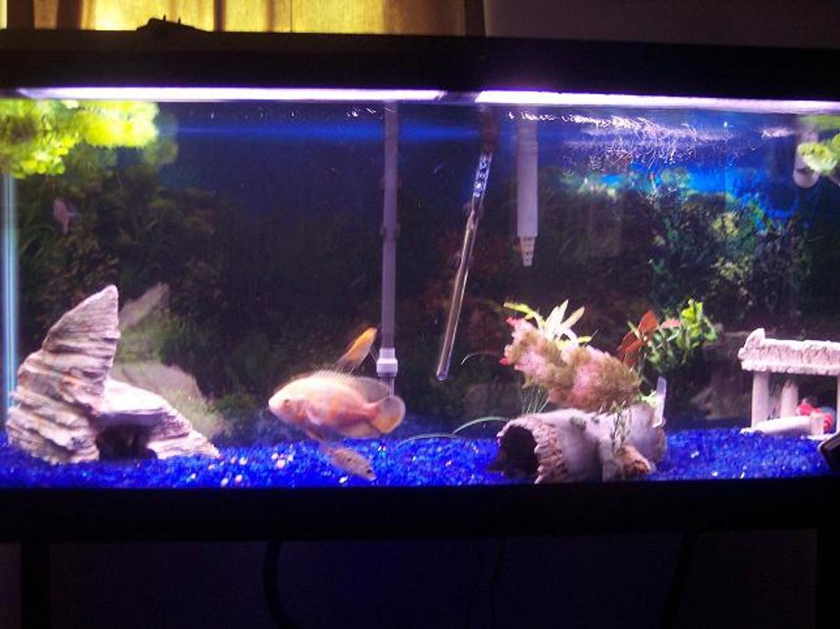 55 gallons freshwater fish tank (mostly fish and non-living decorations) - my 55 gal