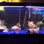 55 gallons freshwater fish tank (mostly fish and non-living decorations) - my 55 gal