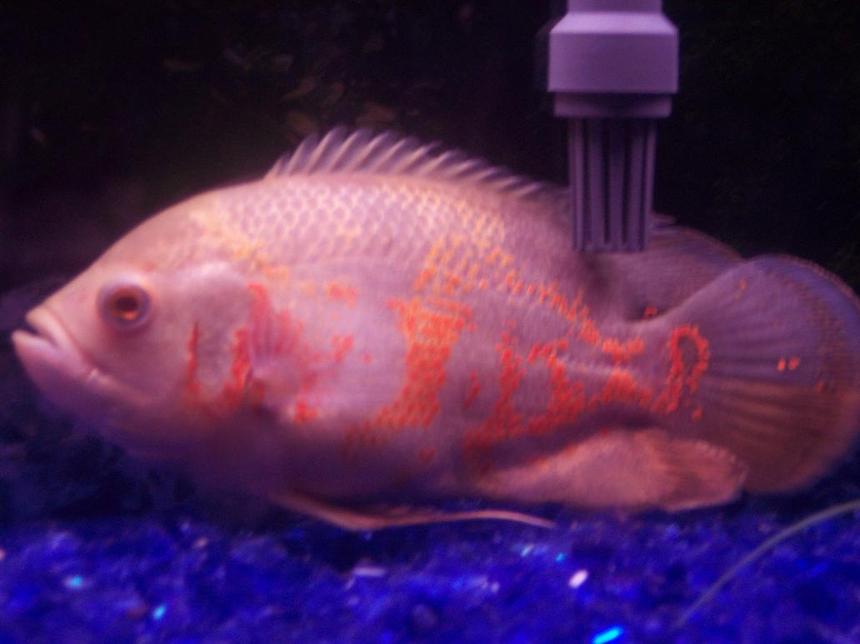 Rated #140: Freshwater Fish - Astronotus Ocellatus - Tiger Oscar Stocking In 55 Gallons Tank - Big Poppa, albino tiger oscar