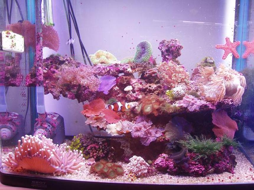 Rated #112: 35 Gallons Reef Tank - This is my Salt Tank! Its about half way there.
Its 2 ft wide, 2 ft high & just over a foot in depth.
Its been up and runnin since october 05. 
There is heaps of cool coral in there, im not going 2 name it all now. ill do this later. 
There is 3 fish for now, i have 3 decrotive slugs to & a biscut star fish.
ITS EASY!!!!!!!