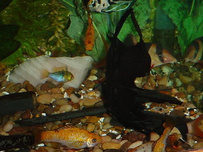 freshwater fish - papiliochromis ramirezi - german gold ram stocking in 125 gallons tank - That little ram is sure being nosey!