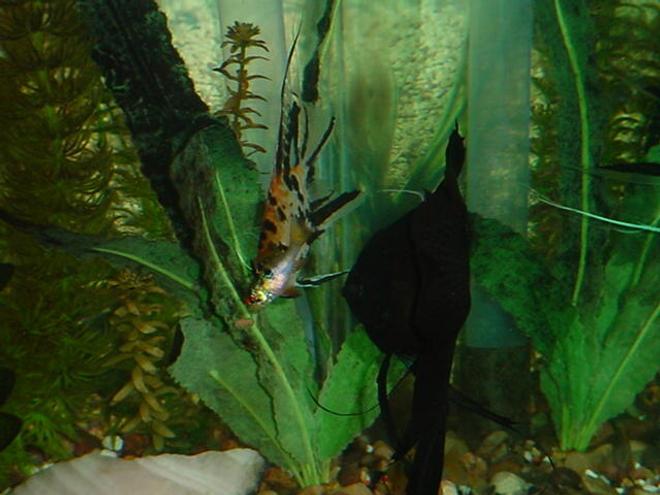 freshwater fish stocking in 125 gallons tank - That shrimp pellet is MINE!!