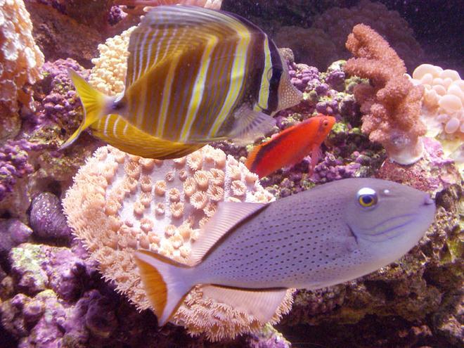 saltwater fish - xanthichthys auromarginatus - blue throat triggerfish stocking in 110 gallons tank - Sargasum trigger, sailfin tang and flame hawkfish.