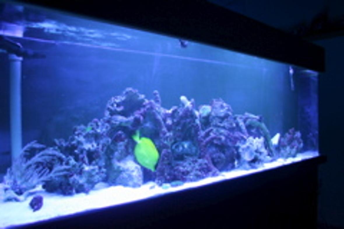 100 gallons reef tank (mostly live coral and fish) - The Blue Light!!!!!!!