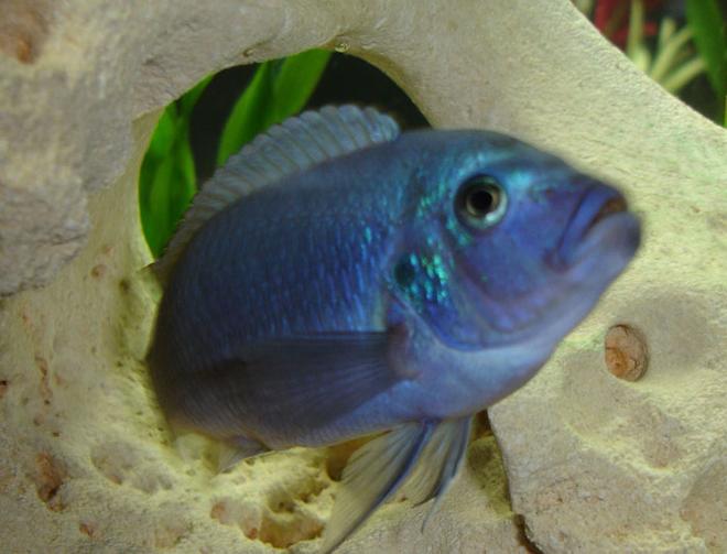 freshwater fish - maylandia callainos - blue cobalt cichlid stocking in 55 gallons tank - My favorite blue :P