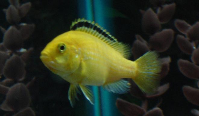 freshwater fish - labidochromis caeruleus - electric yellow cichlid stocking in 55 gallons tank - Electric Yellow Lab