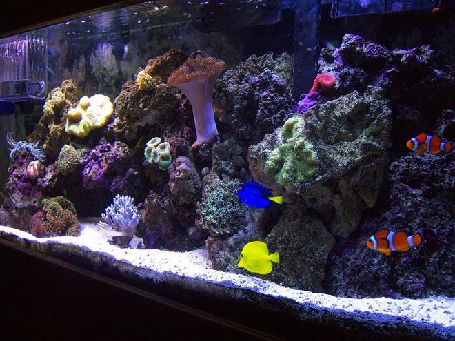 55 gallons reef tank (mostly live coral and fish) - 55g reef tank with daisy coral, mushroom cup coral, fragment xenia, red brain coral, frogspawn coral, green open brain coral, condi anemone, fuzzy grass mushroom coral, green carpet anemone, and four other corals that I am not sure of thier names. As far as fish I have 2 clownfish, regal tang, yellow tang, blue cheek sand sifting goby, mandarin fish, and 1 camel back shrimp