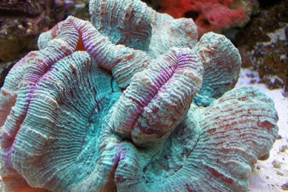 corals inverts - lobophyllia hemprichii - brain coral, lobophyllia stocking in 46 gallons tank - A close up of my brain Coral