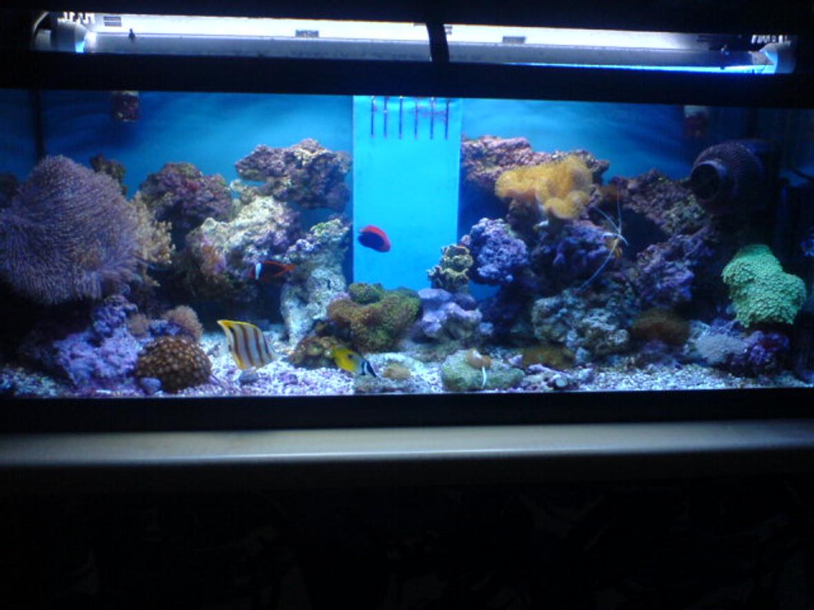 70 gallons reef tank (mostly live coral and fish) - My 4ft Reef Tank