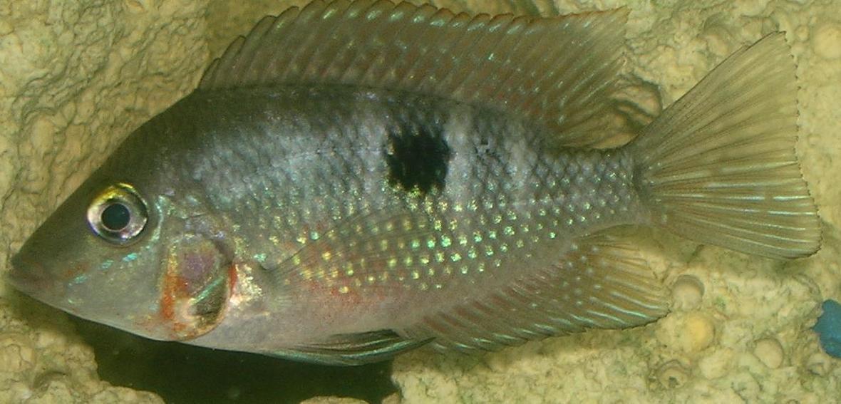 freshwater fish - thorichthys meeki - firemouth cichlid stocking in 55 gallons tank - My Infant Firemouth Cichlid