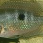 freshwater fish - thorichthys meeki - firemouth cichlid stocking in 55 gallons tank - My Infant Firemouth Cichlid