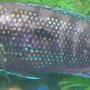 freshwater fish - nandopsis octofasciatum - jack dempsey stocking in 55 gallons tank - My Jack (jueve)