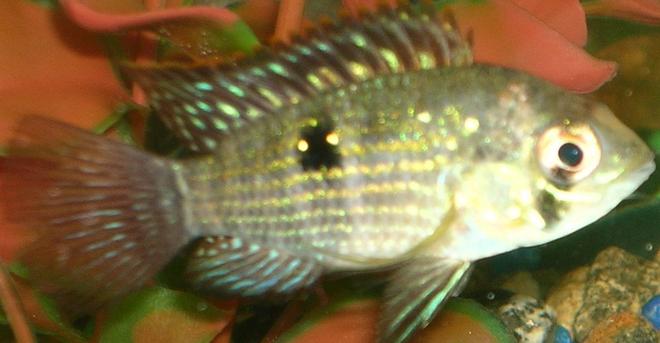 freshwater fish - aequidens portalegrensis - port acara stocking in 55 gallons tank - Blue Acara (infant)