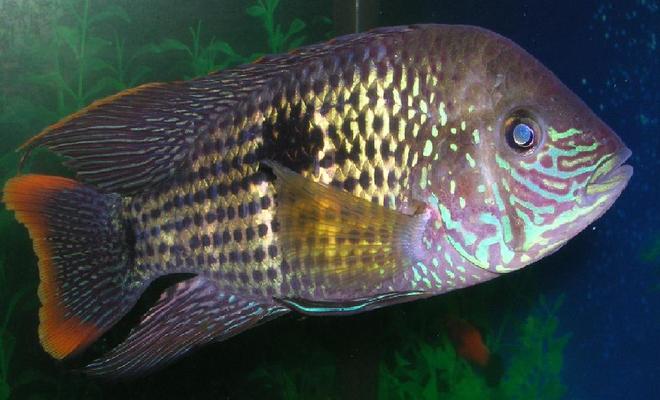 freshwater fish - aequidens rivulatus - green terror stocking in 55 gallons tank - Another pic of my green terror...This fish is a great cichlid to have....