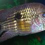 freshwater fish - aequidens rivulatus - green terror stocking in 55 gallons tank - Another pic of my green terror...This fish is a great cichlid to have....