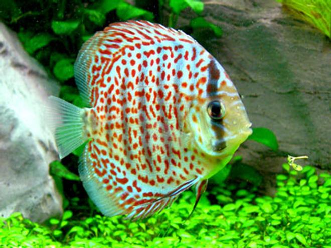 freshwater fish - symphysodon spp. - snakeskin discus stocking in 46 gallons tank - Leopard Skin Discus - 2"