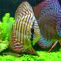 freshwater fish - red spotted green discus stocking in 46 gallons tank - "Tank and Bertha" - Red Spotted Green Discus - 1.5" and 3.5"