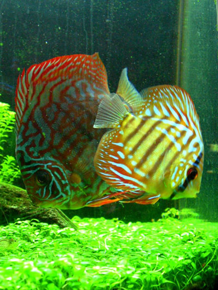 freshwater fish - red spotted green discus stocking in 46 gallons tank - "Tank and Bertha" - Red Spotted Green Discus - 1.5" and 3.5"