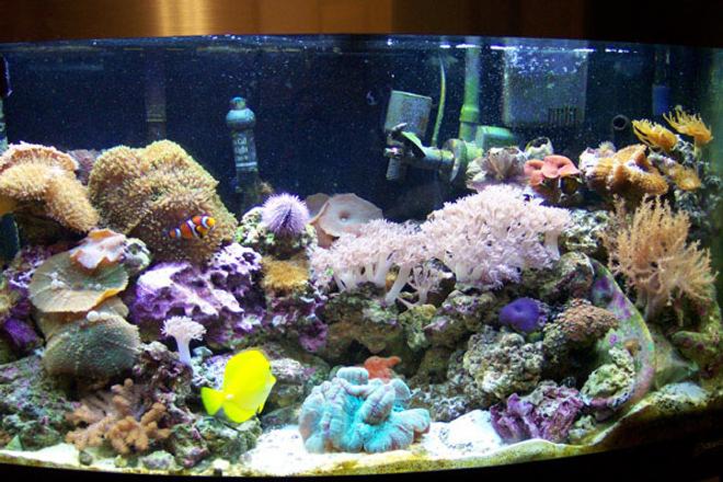 46 gallons reef tank (mostly live coral and fish) - A front view of the tank