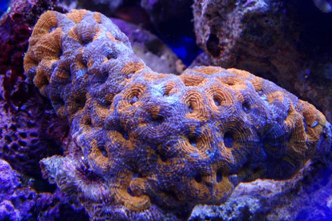 corals inverts - acanthastrea sp. - acan stocking in 100 gallons tank - my latest addition acan