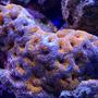 corals inverts - acanthastrea sp. - acan stocking in 100 gallons tank - my latest addition acan