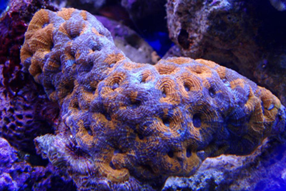corals inverts - acanthastrea sp. - acan stocking in 100 gallons tank - my latest addition acan