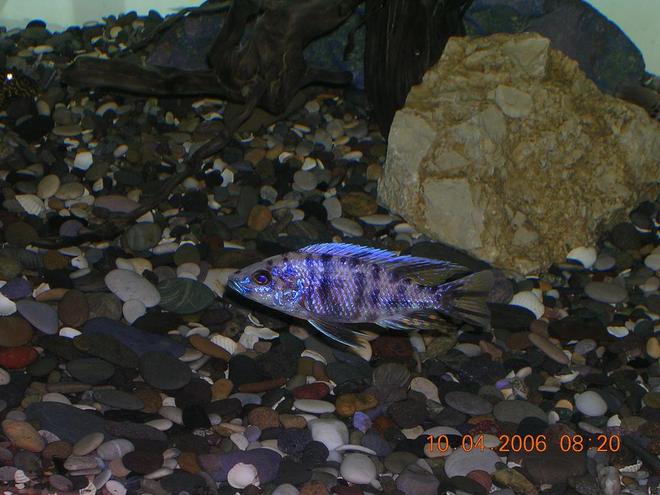 freshwater fish - labeotropheus fuelleborni - fuelleborni cichlid stocking in 130 gallons tank - Really nice!