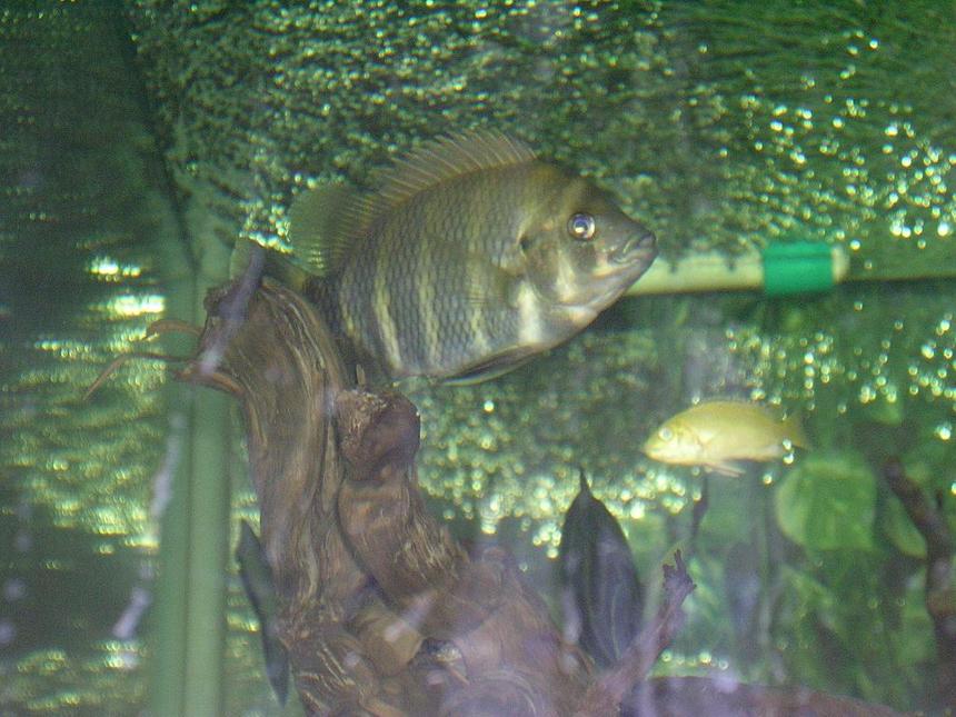Rated #125: Freshwater Fish - Nandopsis Octofasciatum - Jack Dempsey Stocking In 130 Gallons Tank - Love it!