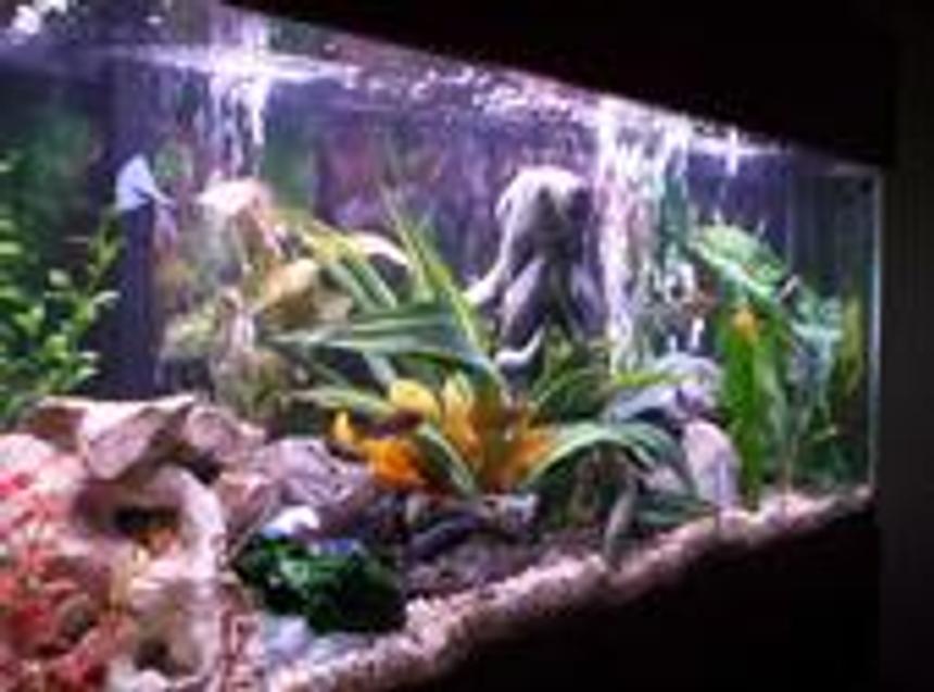 Rated #256: 55 Gallons Freshwater Fish Tank - My tank now in TX
